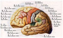 腦萎縮能活多久？